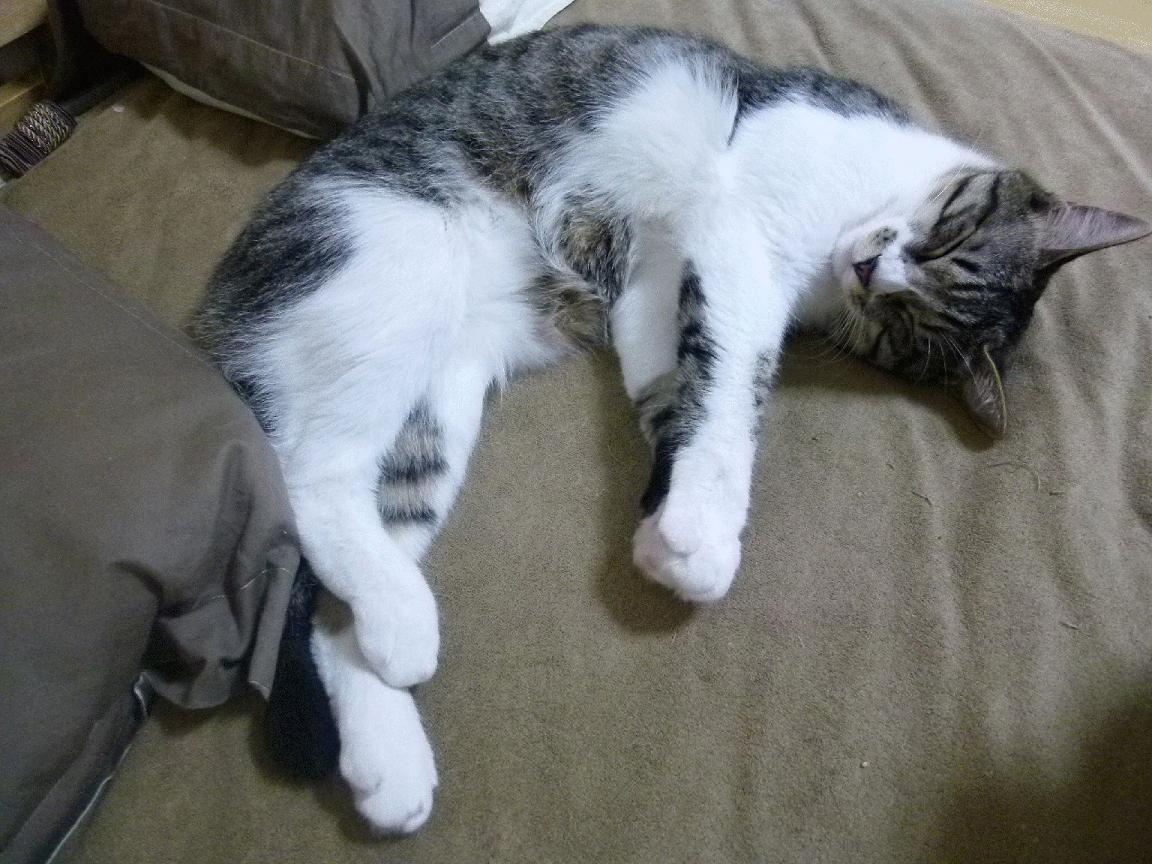 新秀的试炼场，当切特遇见恩比德，爵士高原上的巨人对话