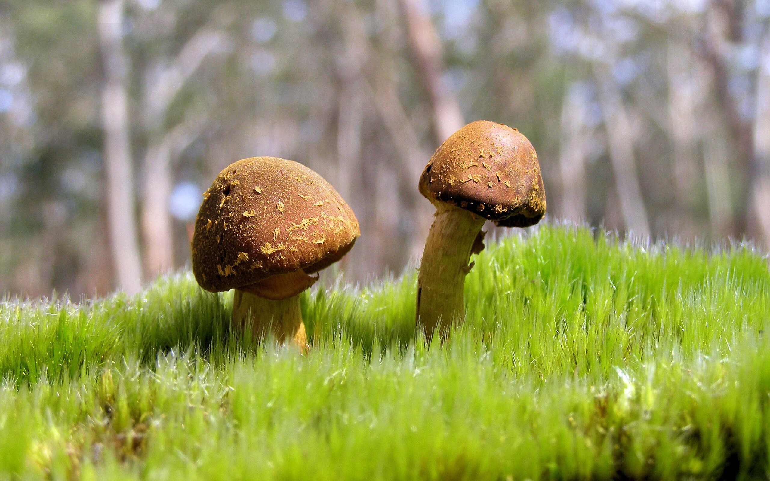 压哨绝杀与重生，当深圳队掀翻独行侠，布克越过心魔