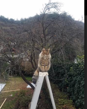 雷恩上演欧冠奇迹之夜，特奥却在NBA总决赛接管比赛