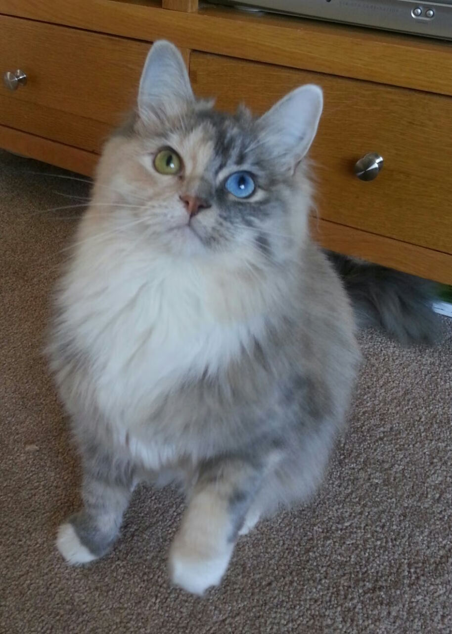 pg电子试玩网-深圳队血拼独行侠，克莱·汤普森教科书级表现定义篮球艺术