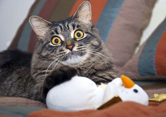 突尼斯奇迹夜，踏平切尔西铁壁，加克波奥运周期关键战强势接管