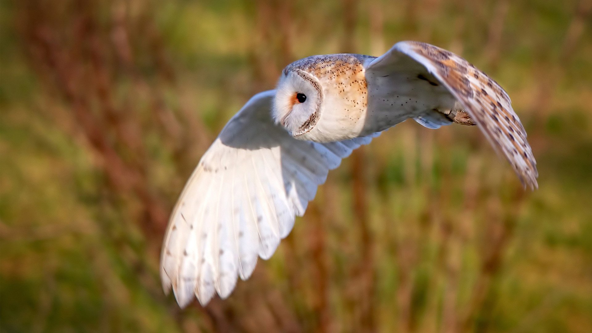反击，黄蜂对阵篮网，看贝恩如何撕碎二轮秀标签
