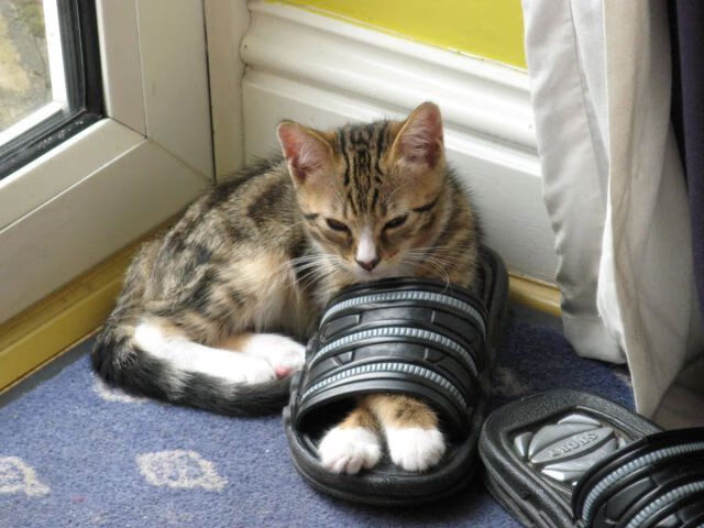 pg电子下载-布鲁诺惊天统治力！皇家社会友谊赛碾压卡塔尔国家队