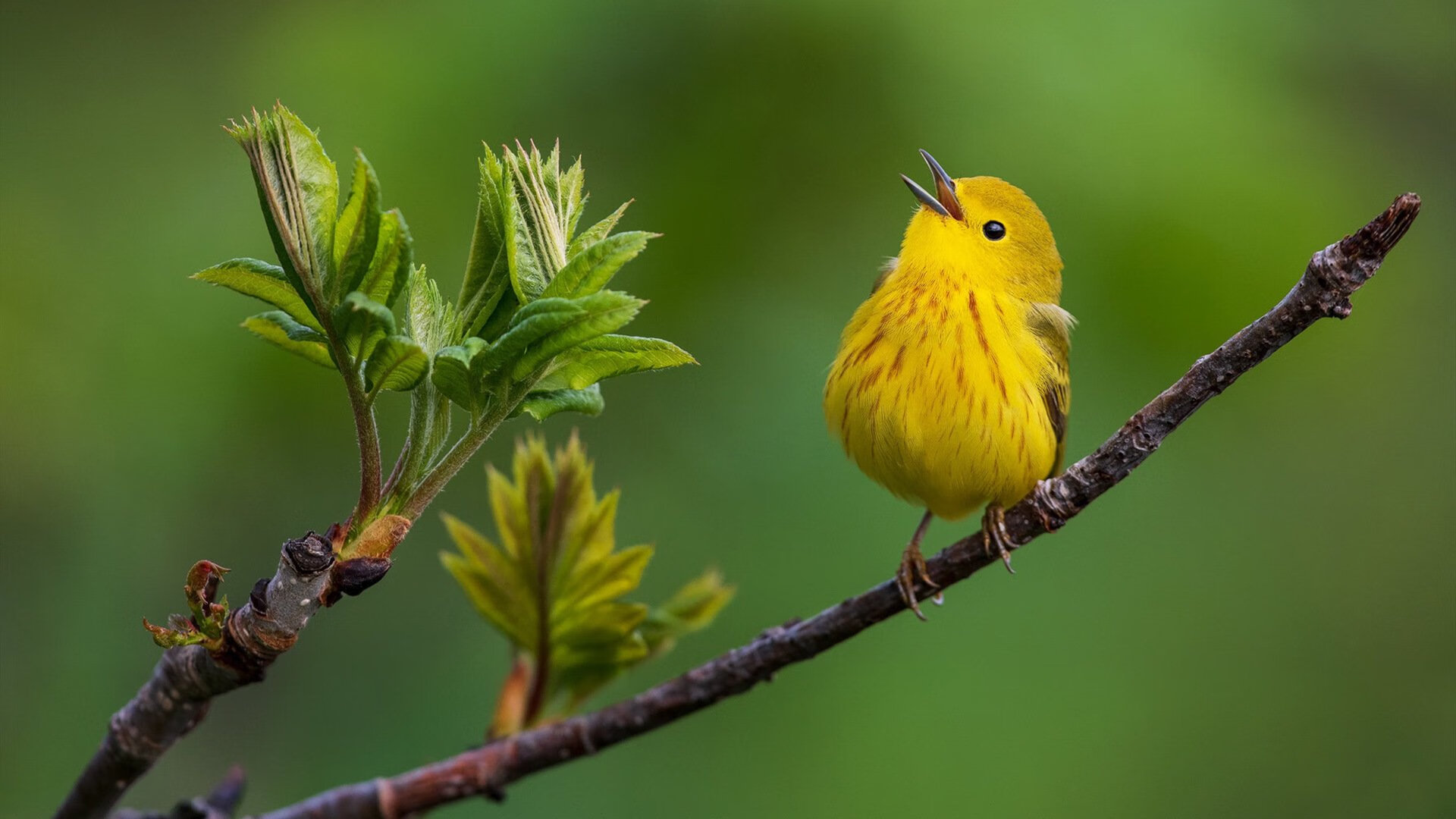 范弗利特统治全场,步行者逆转太阳夺胜