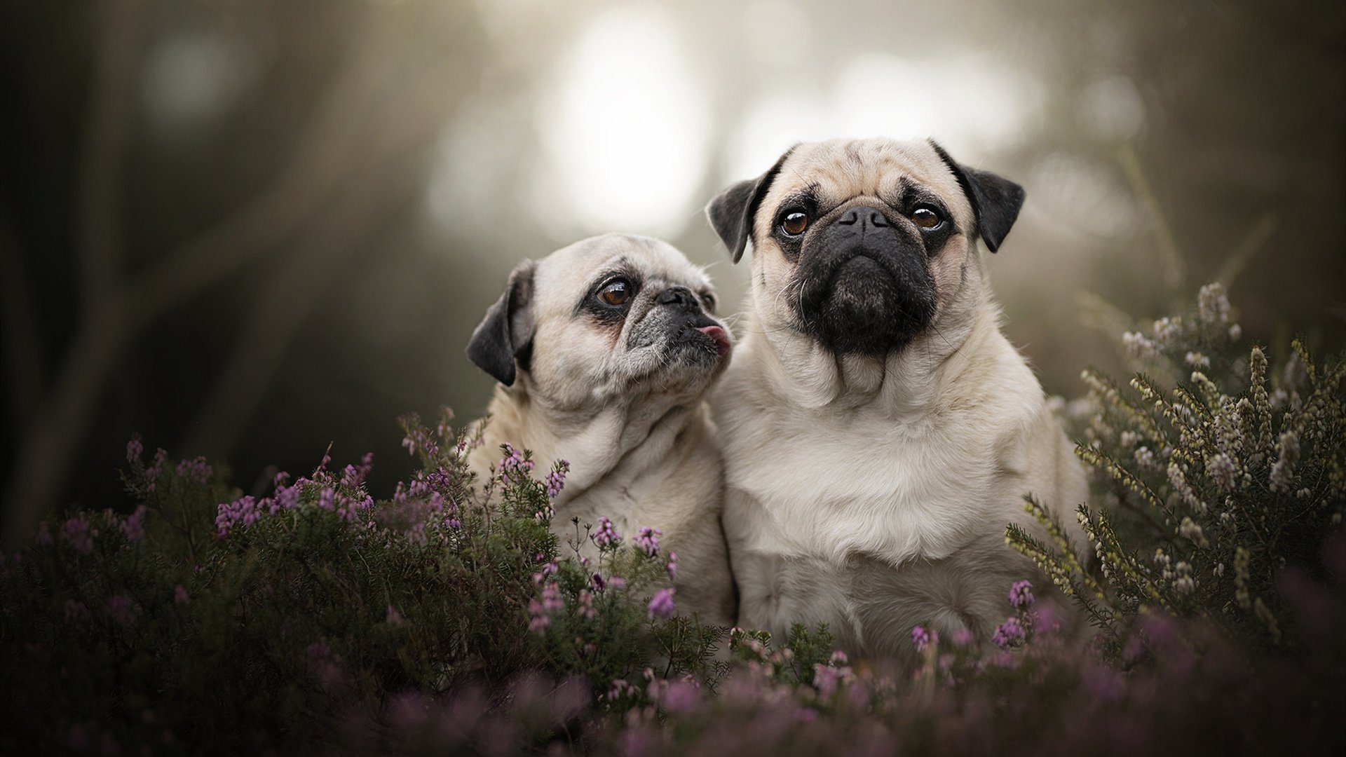 欧冠之夜皇马压哨绝杀法国豪门，三笘薰化身关键先生铸就传奇