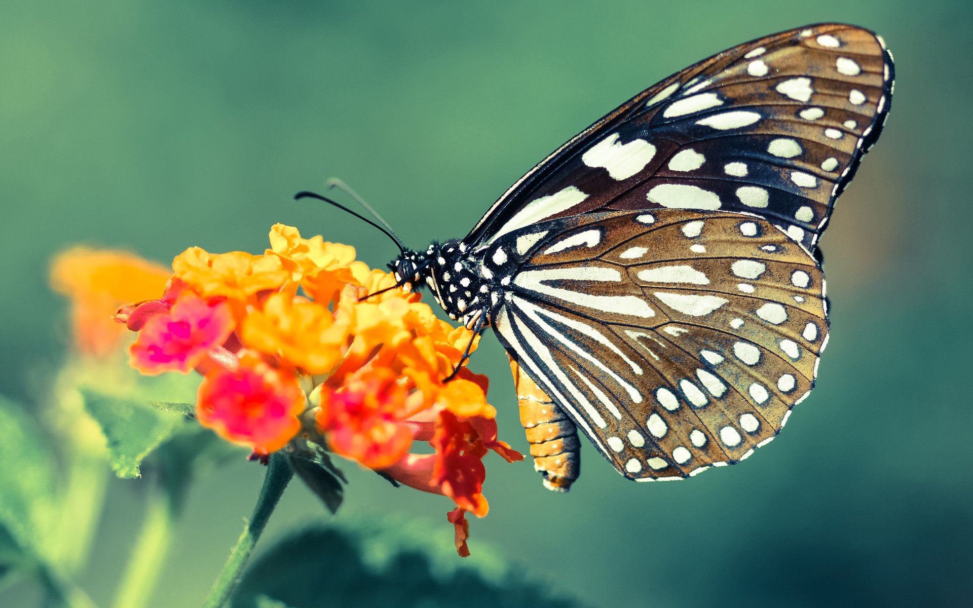 pg电子娱乐-铁蹄踏平西非雄狮！中卫阿什拉夫化身制胜关键先生