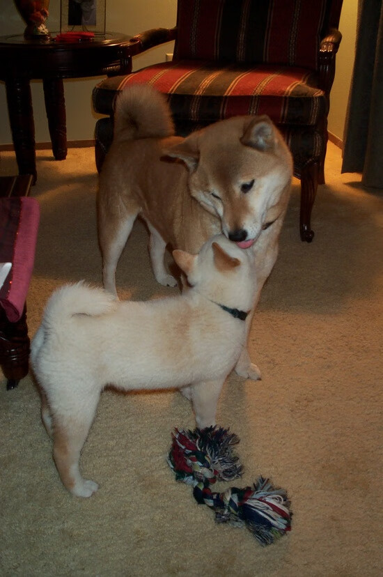 街道赛的疾速与绿茵场的节奏,切尔西与F1焦点战的奥地利交响曲