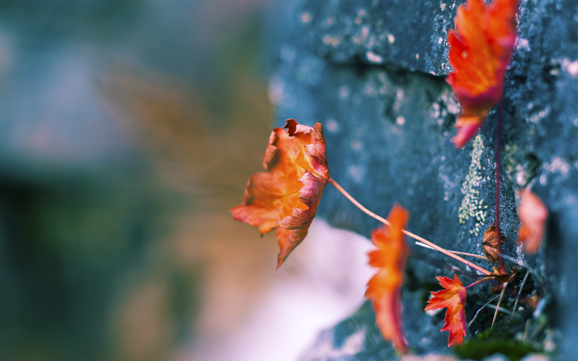 pg电子官网-戈麦斯，聚光灯下的绝杀艺术家