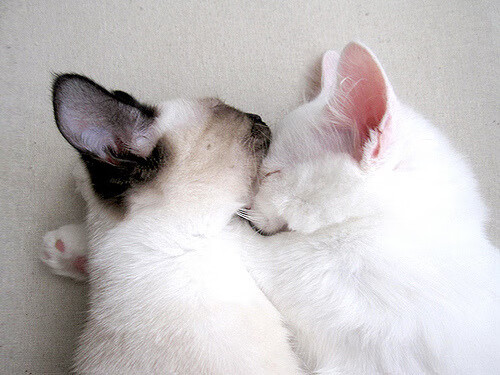 詹姆斯导演绝地逆转!辽宁鏖战过关斩广东,王朝更迭在此一役