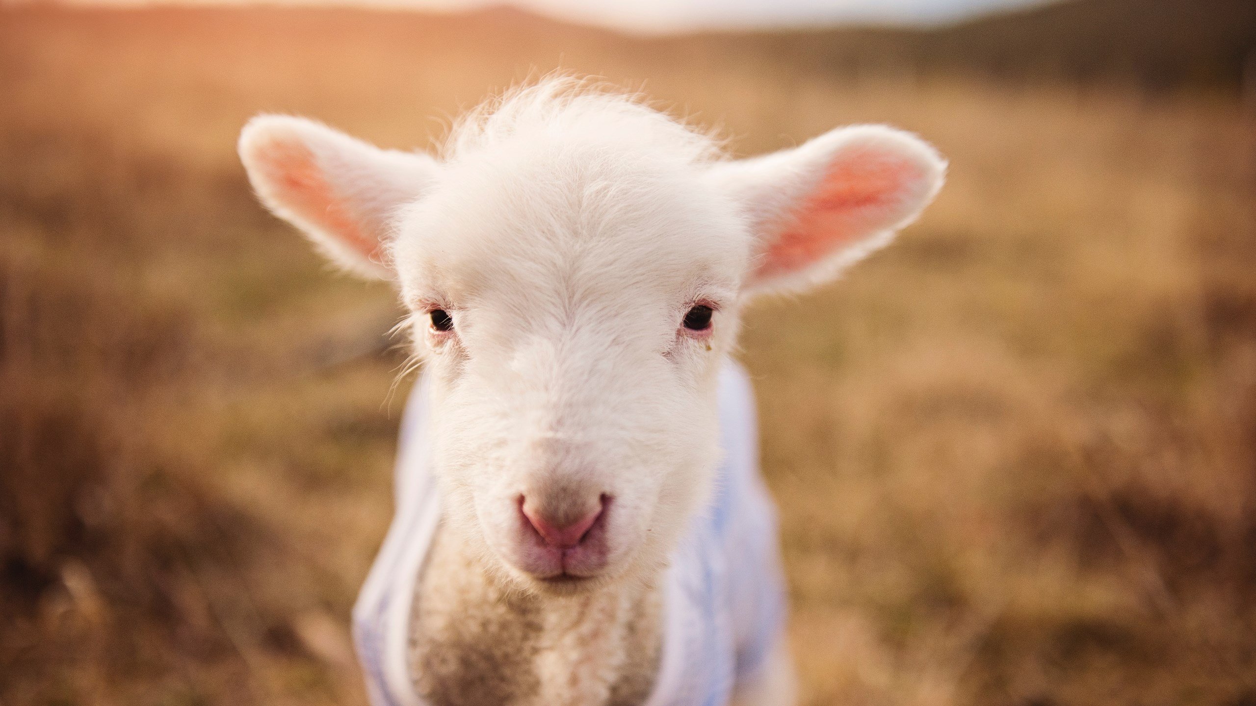 卡塞米罗的希腊神话，远射双响拉开悬殊差距