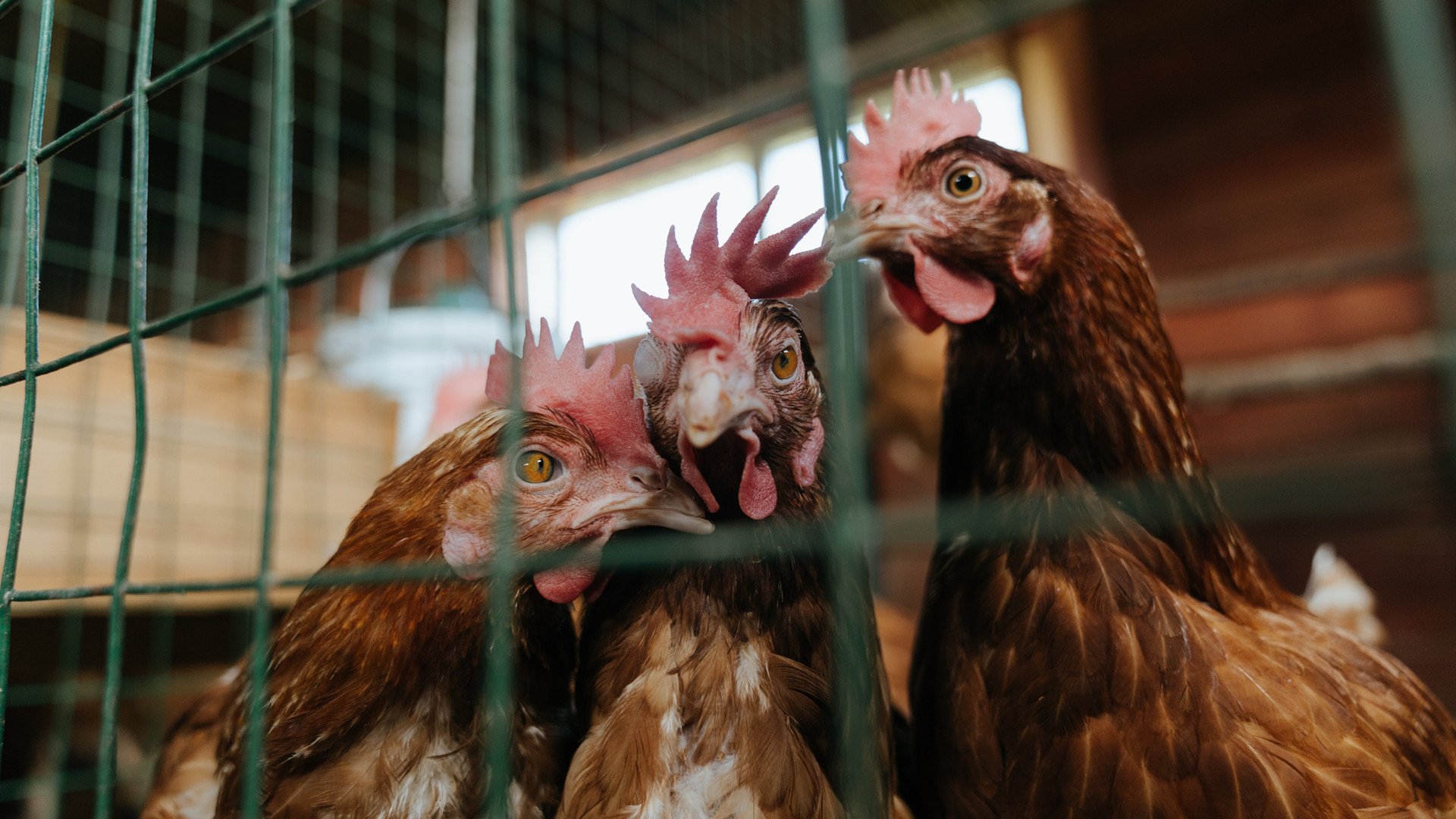 pg电子试玩-夜空中最亮的星，卡拉斯科末节闪耀，土耳其逆转哥伦比亚