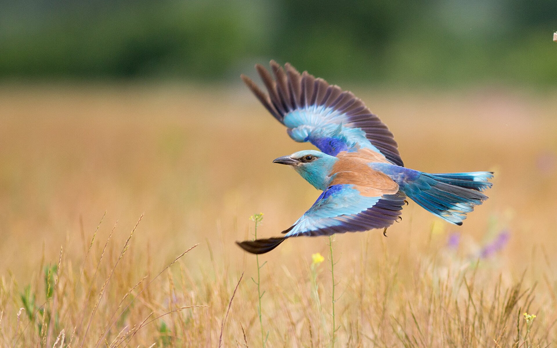 pg电子试玩-双城记，格纳布里关键进球定乾坤，亚特兰大主场轻取波兰劲旅，欧冠之夜战术与意志的胜利