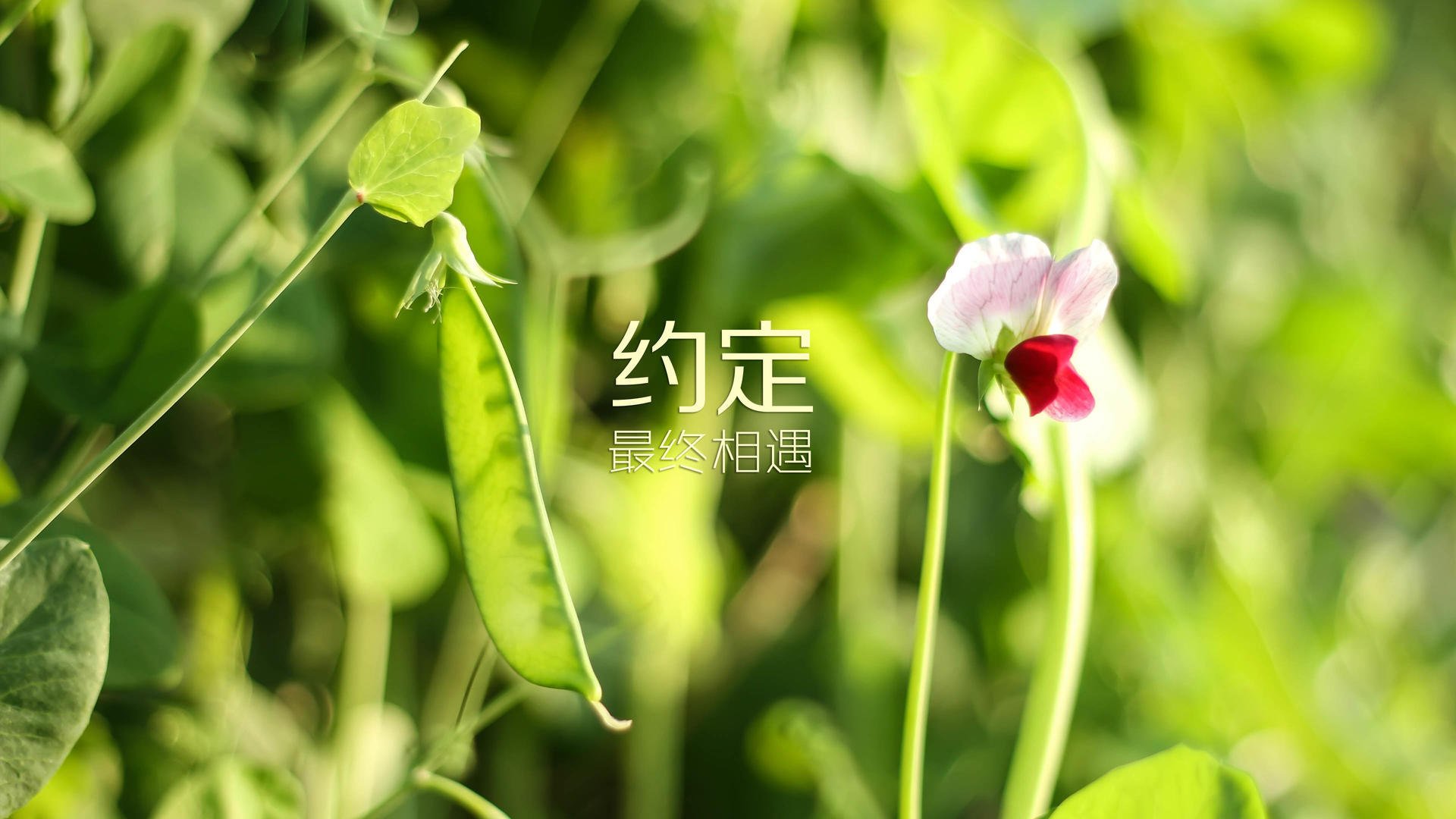 pg电子游戏-铁血之师崛起，澳大利亚完胜克罗地亚，哈基米致命一击书写E组新格局